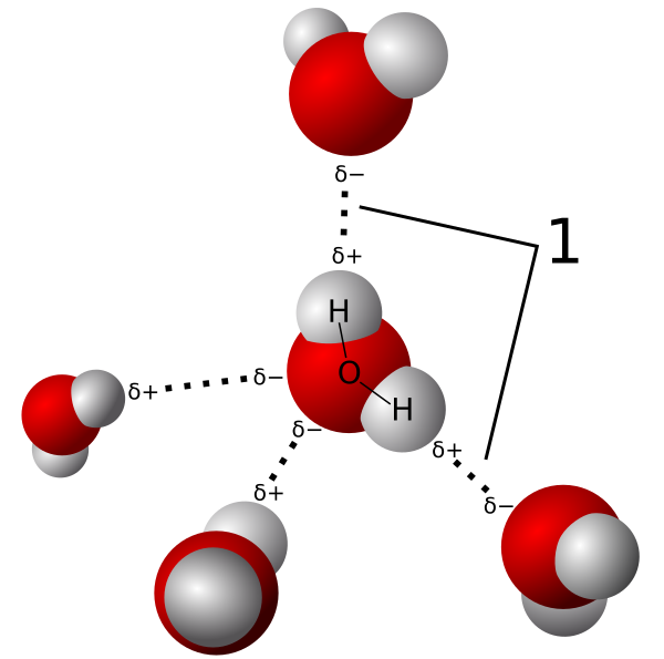 3D Model Hydrogen Bonds In Water Vector