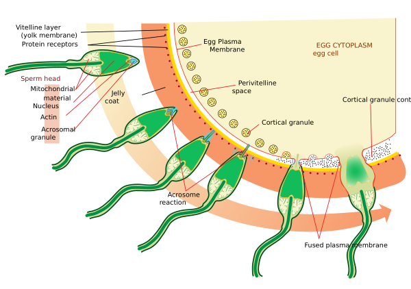 Acrosome Reaction Diagram