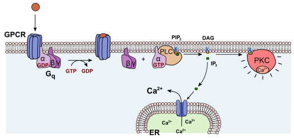 Activation Protein Kinase C