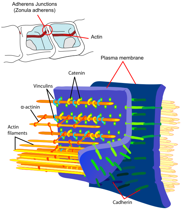 Adherens Junctions Structural Proteins