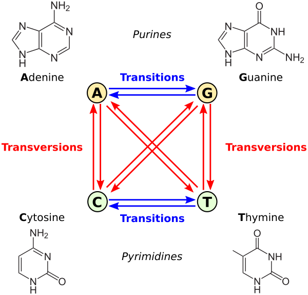 All Transitions And Transversions