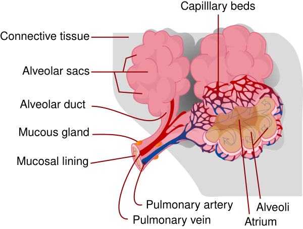 Alveolus Diagram