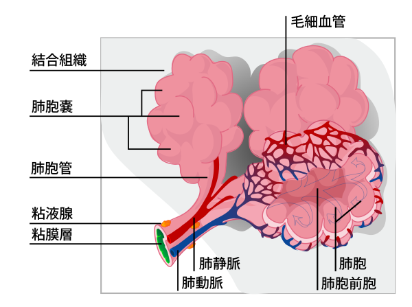 Alveolus Diagram Ja