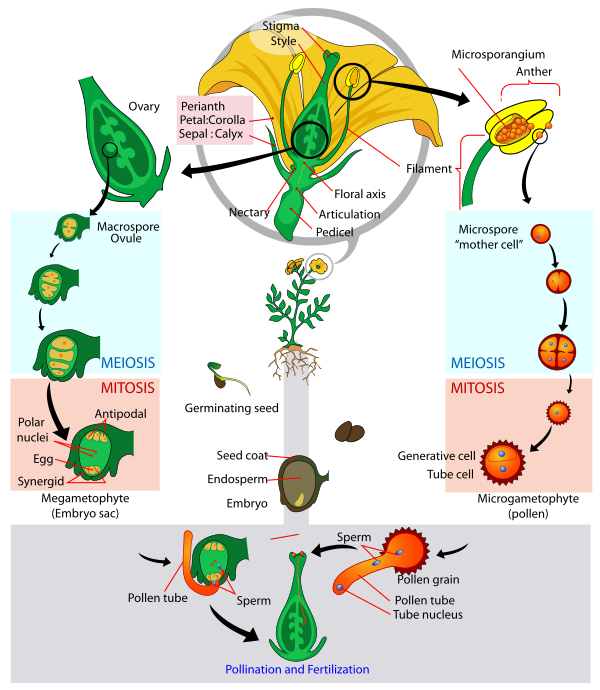 Angiosperm Life Cycle Diagram En