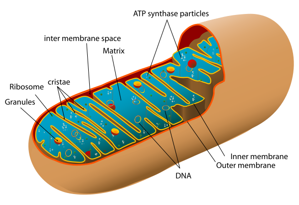 Animal Mitochondrion Diagram En