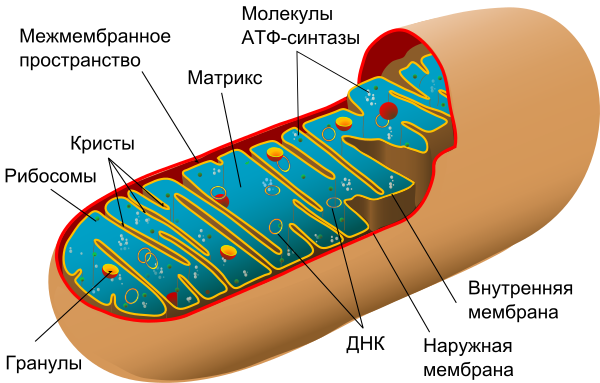 Animal Mitochondrion Diagram Ru