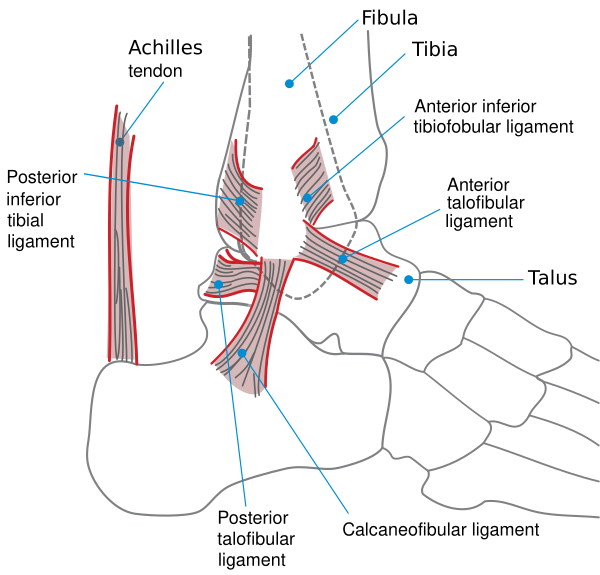 Ankle En