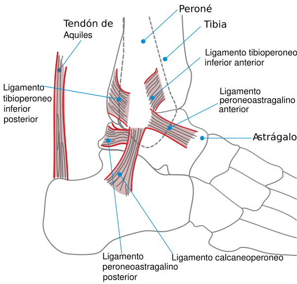 Ankle Es