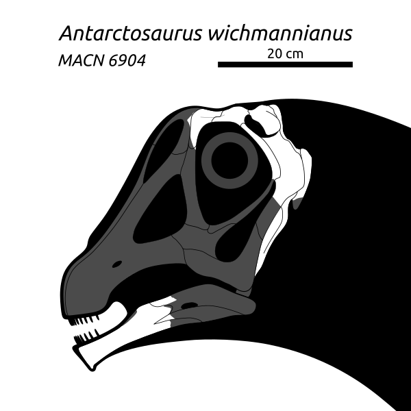 Antarctosaurus Wichmannianus Skull Diagram SVG 001