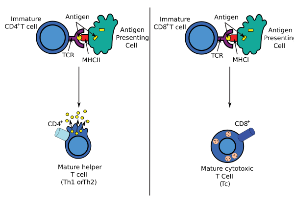 Antigen Presentation