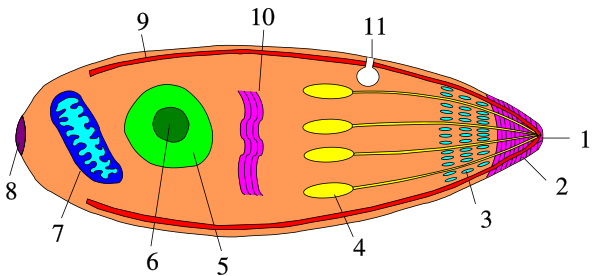 Apicomplexa Structure