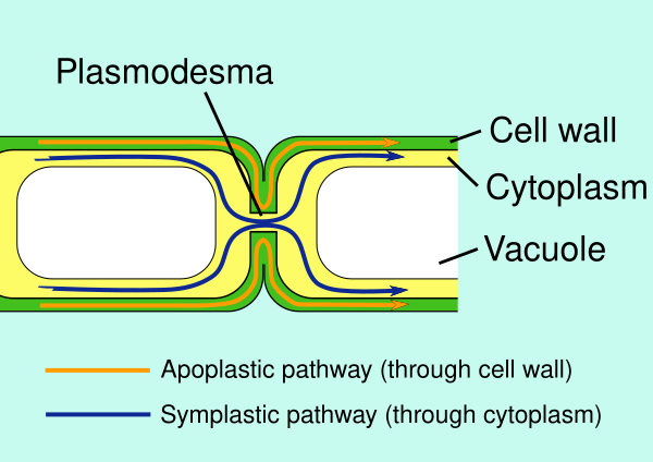 Apoplast And Symplast Pathways