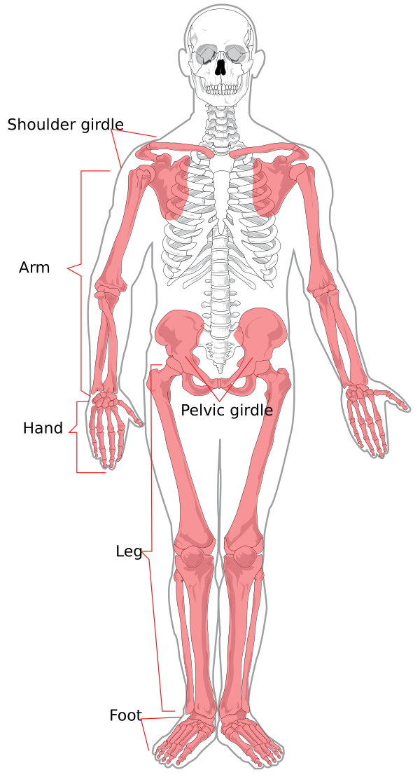 Appendicular Skeleton Diagram
