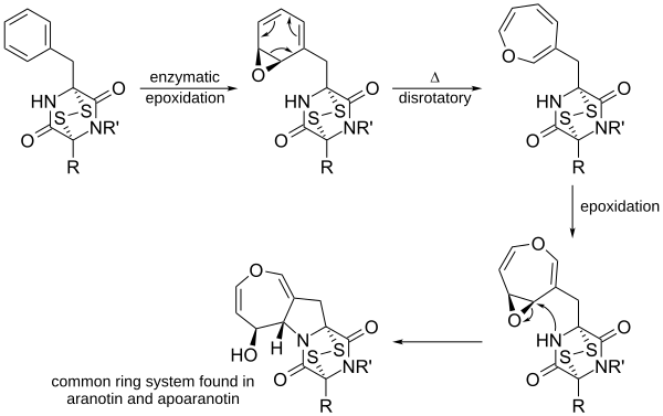 Aranotin Ring Formation