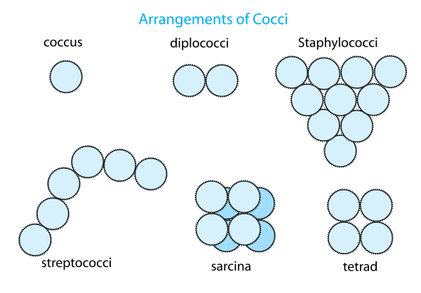 Arrangement Of Cocci Bacteria En