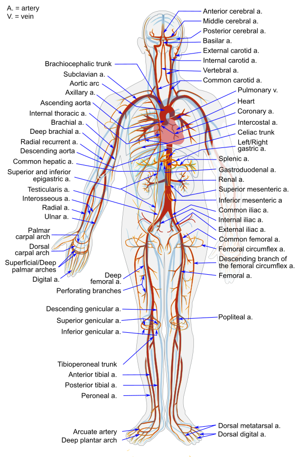 Arterial System En