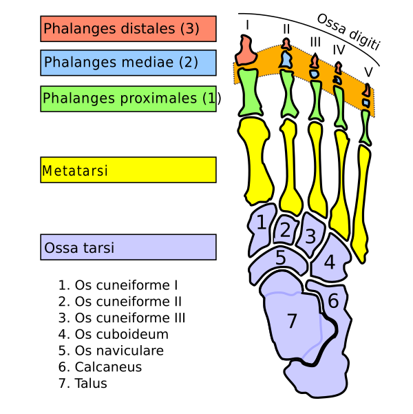 Articulationes Interphalangeae Pedis La