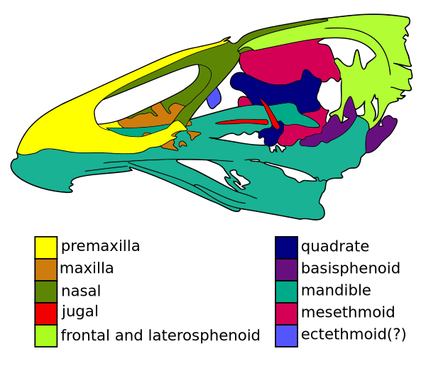 Asteriornis