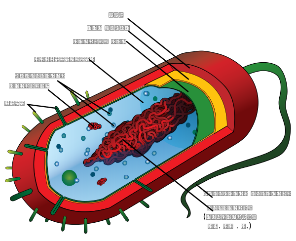 Average Prokaryote Cell  Gu