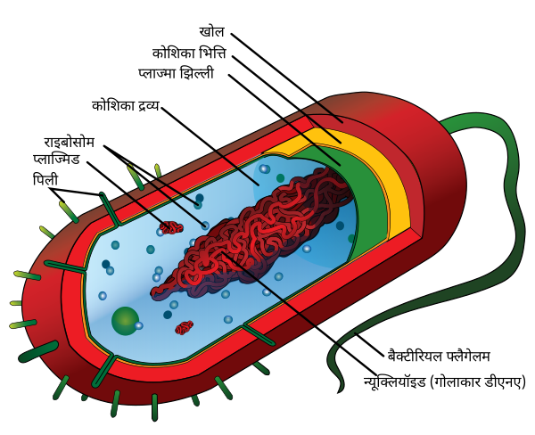 Average Prokaryote Cell Hi