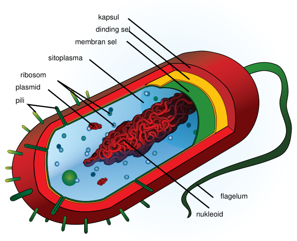 Average Prokaryote Cell  Id
