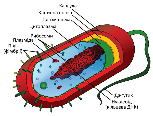 Average Prokaryote Cell  Uk