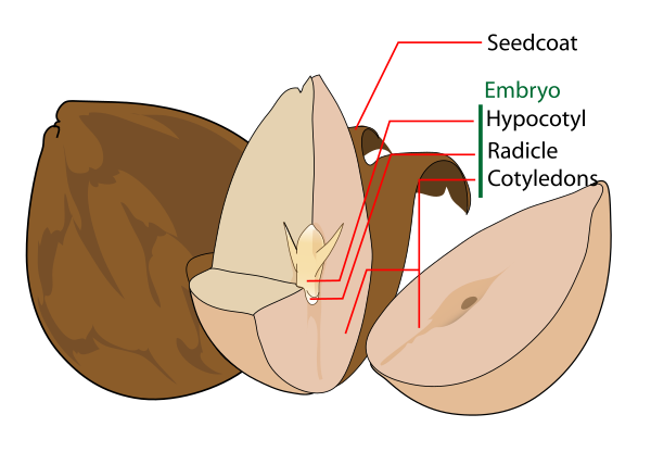 Avocado Seed Diagram En