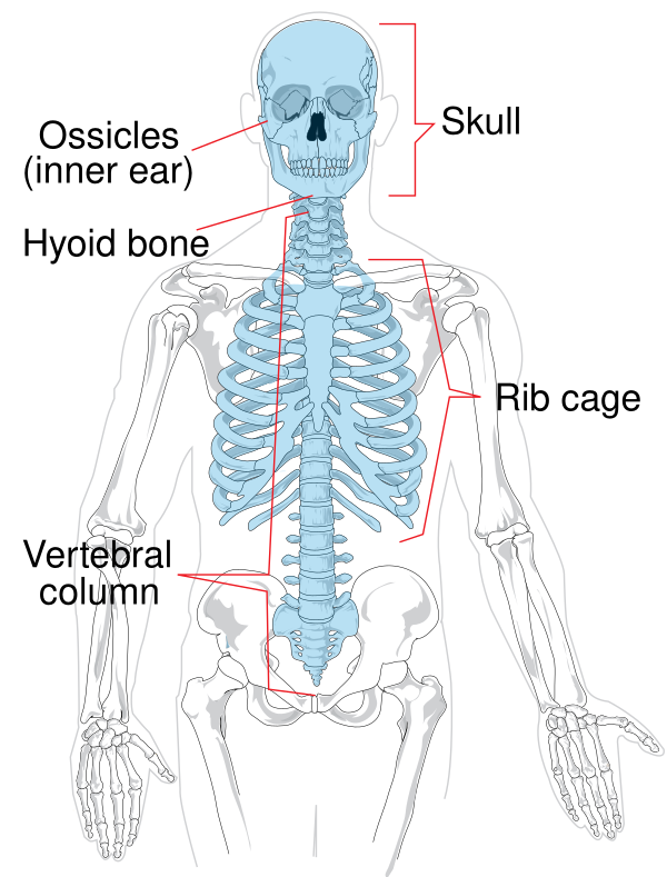 Axial Skeleton Diagram