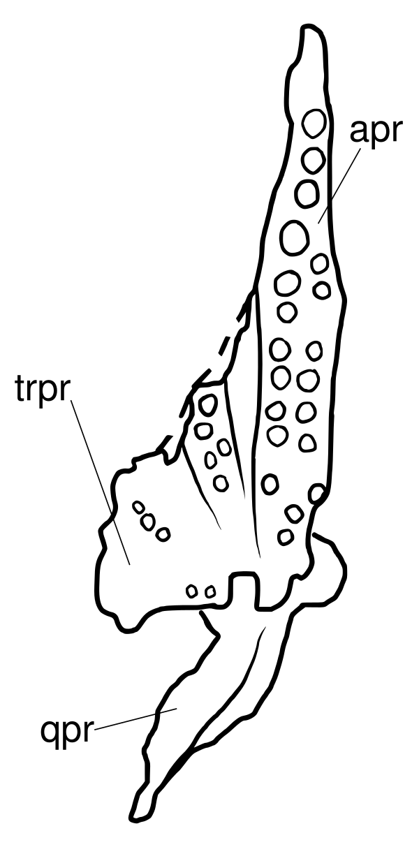 Azendohsaurus Madagaskarensis Pterygoid