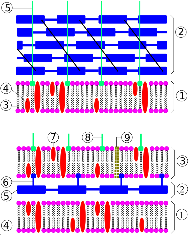 Bacteria Cell Wall2 Vector