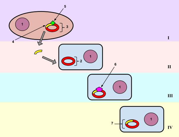 Bacterial Transformation