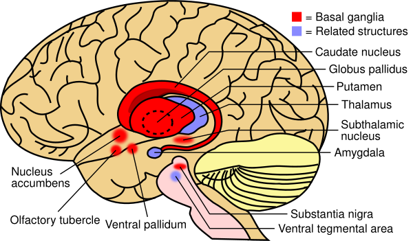 Basal Ganglia And Related Structures (2)