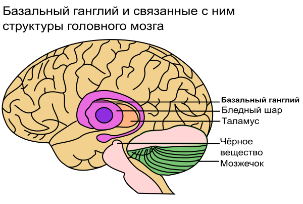 Basal Ganglia And Related Structures Ru