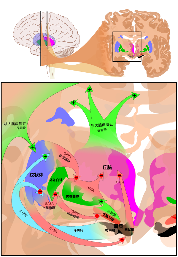 Basal Ganglia Circuits Zh Hans