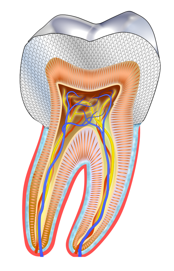 Basic Tooth