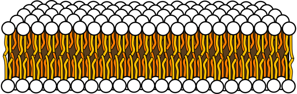 Bilayer Scheme