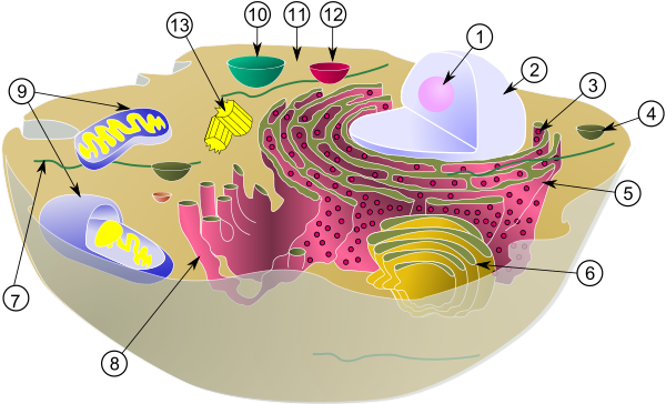 Biological Cell