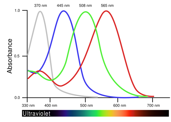 BirdVisualPigmentAbsorbance Vector