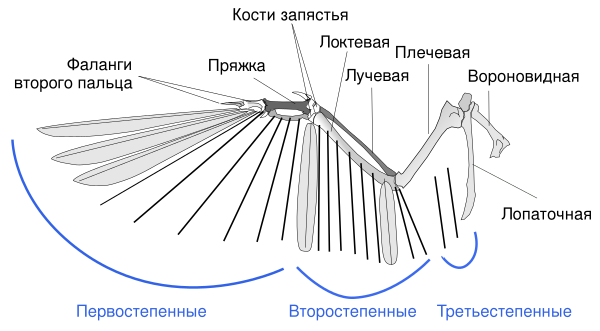 Birdwing Ru