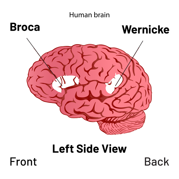 Brain   Broca's And Wernicke's Area Diagram