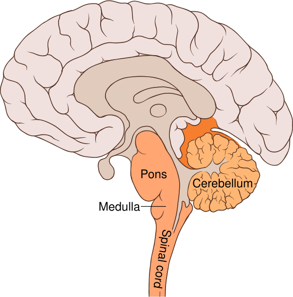 Brain Bulbar Region Vector