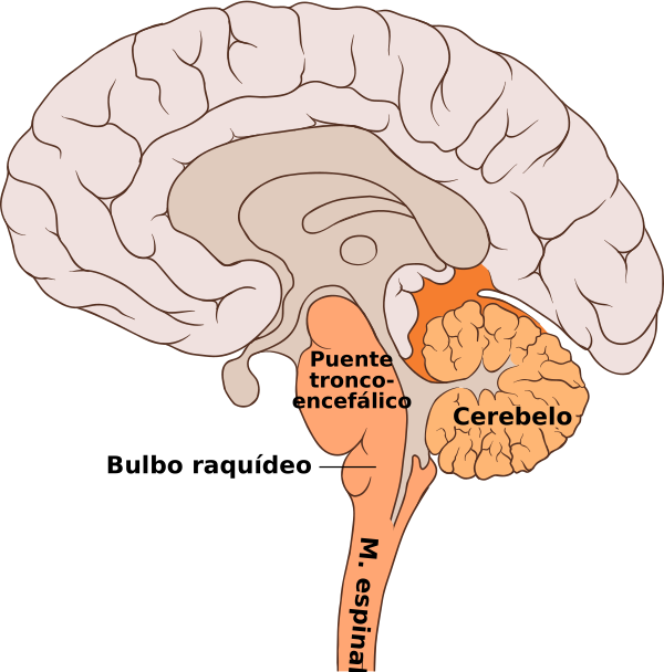 Brain Bulbar Region Es