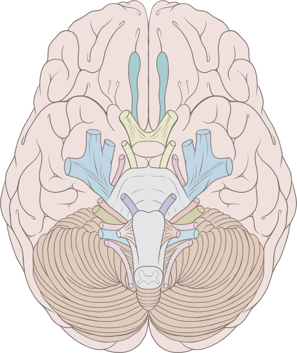 Brain Human Cranial Nerves