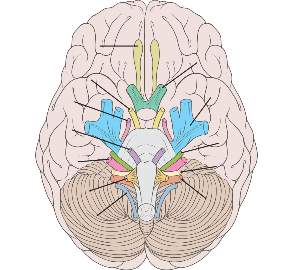 Brain Human Normal Inferior View With Labels Bl