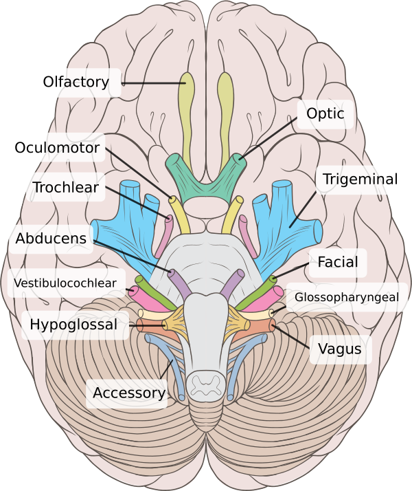 Brain Human Normal Inferior View With Labels En 2