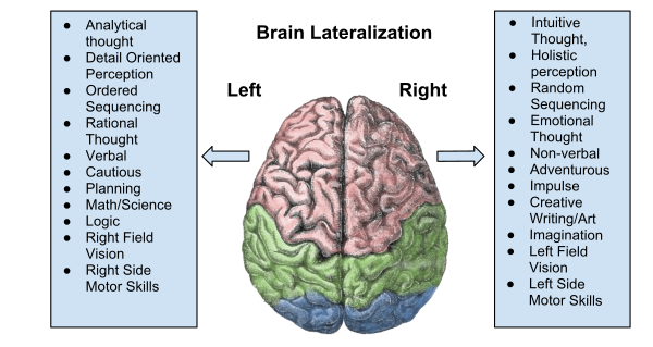 Brain Lateralization Vector
