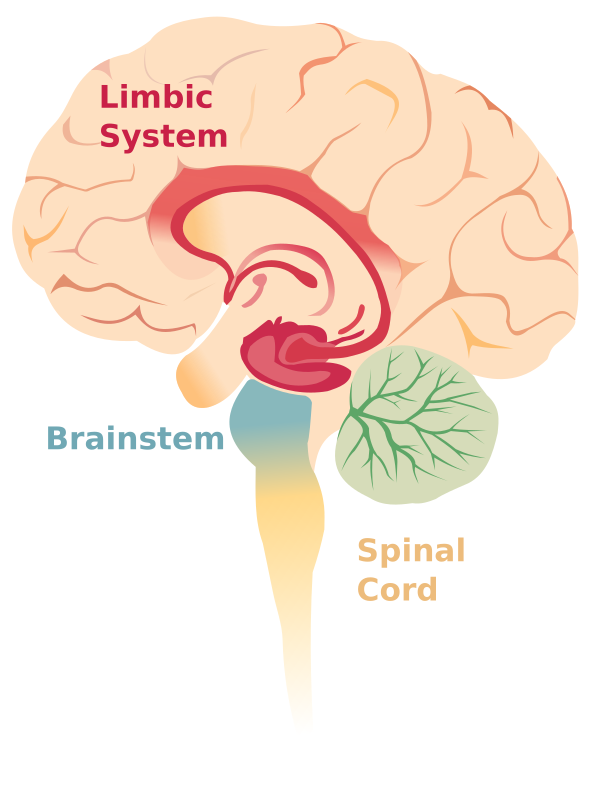 Brain Limbicsystem