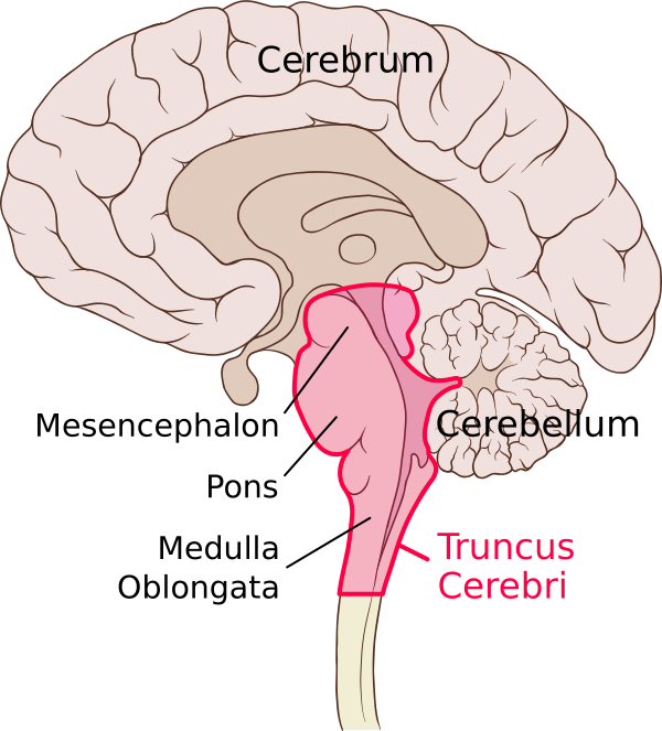 Brain Sagittal Section Stem Highlighted