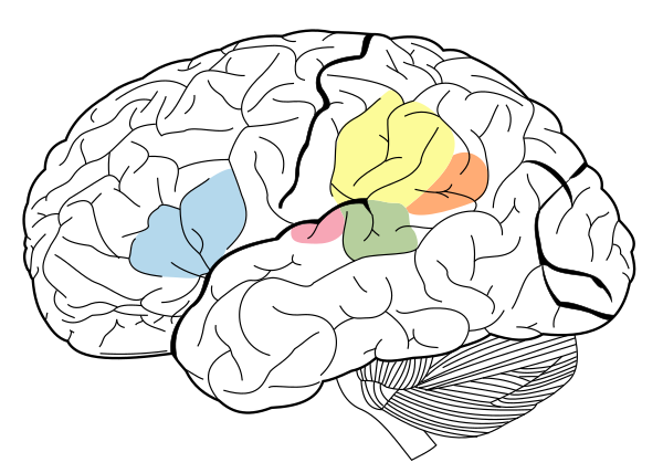 Brain Surface Gyri