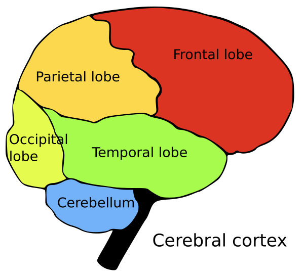 Brainlobes